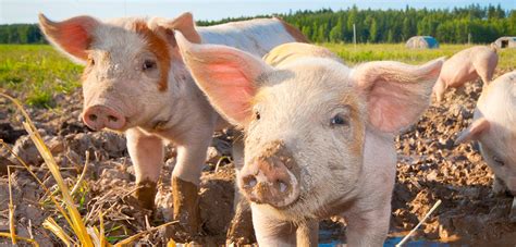 How To Protect Farm Animals